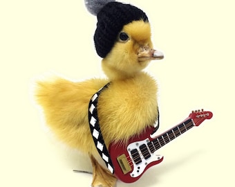 Taxidermy Duckling, Rockstar, duck, Guitar, oddity, Goth, Musician,  Gift, musical duck, Dead, curiosities, weird gift, Rock band, funny