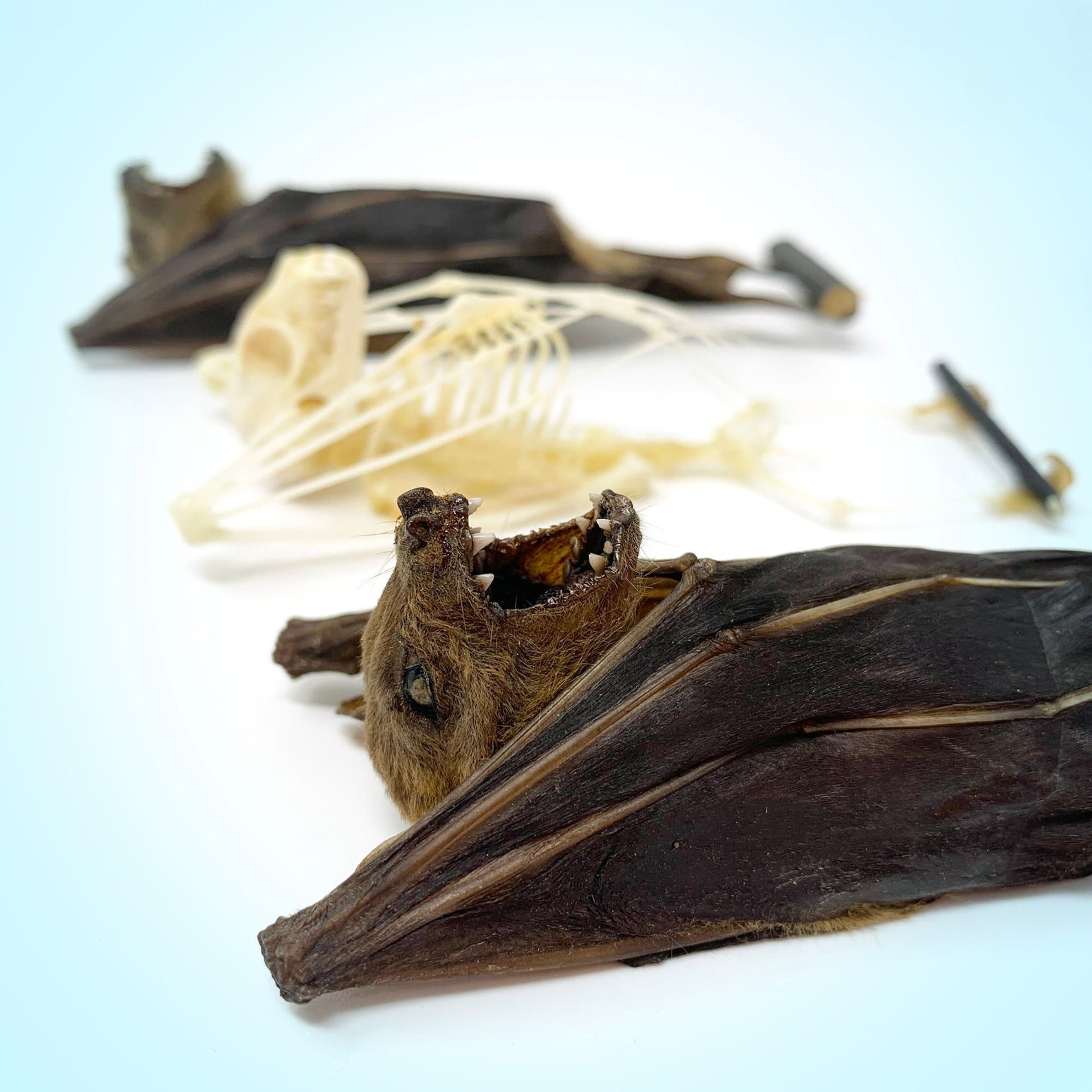 Real Taxidermy Hanging Bat SKELETON Displays Oddities Real Etsy