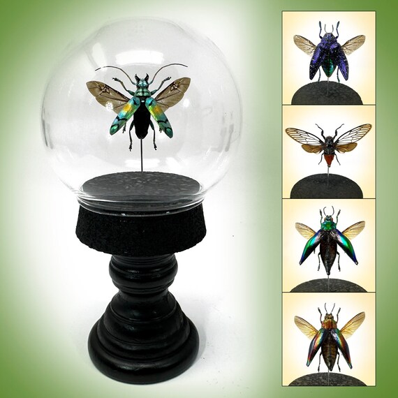 Insect globes deals