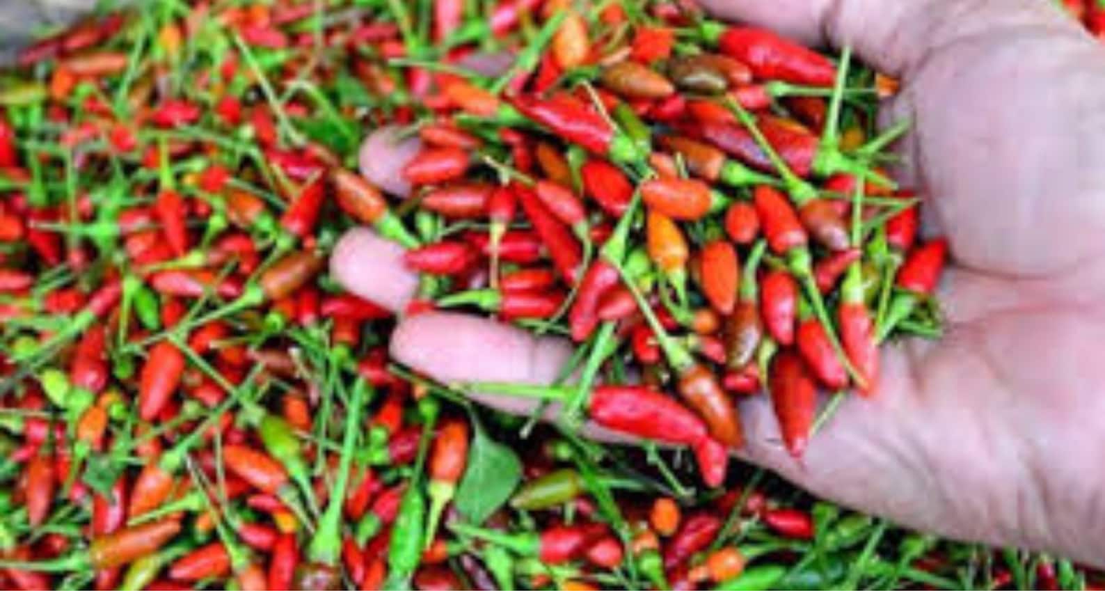 Philippine Siling Labuyo Department of Agriculture Hot Sili Etsy