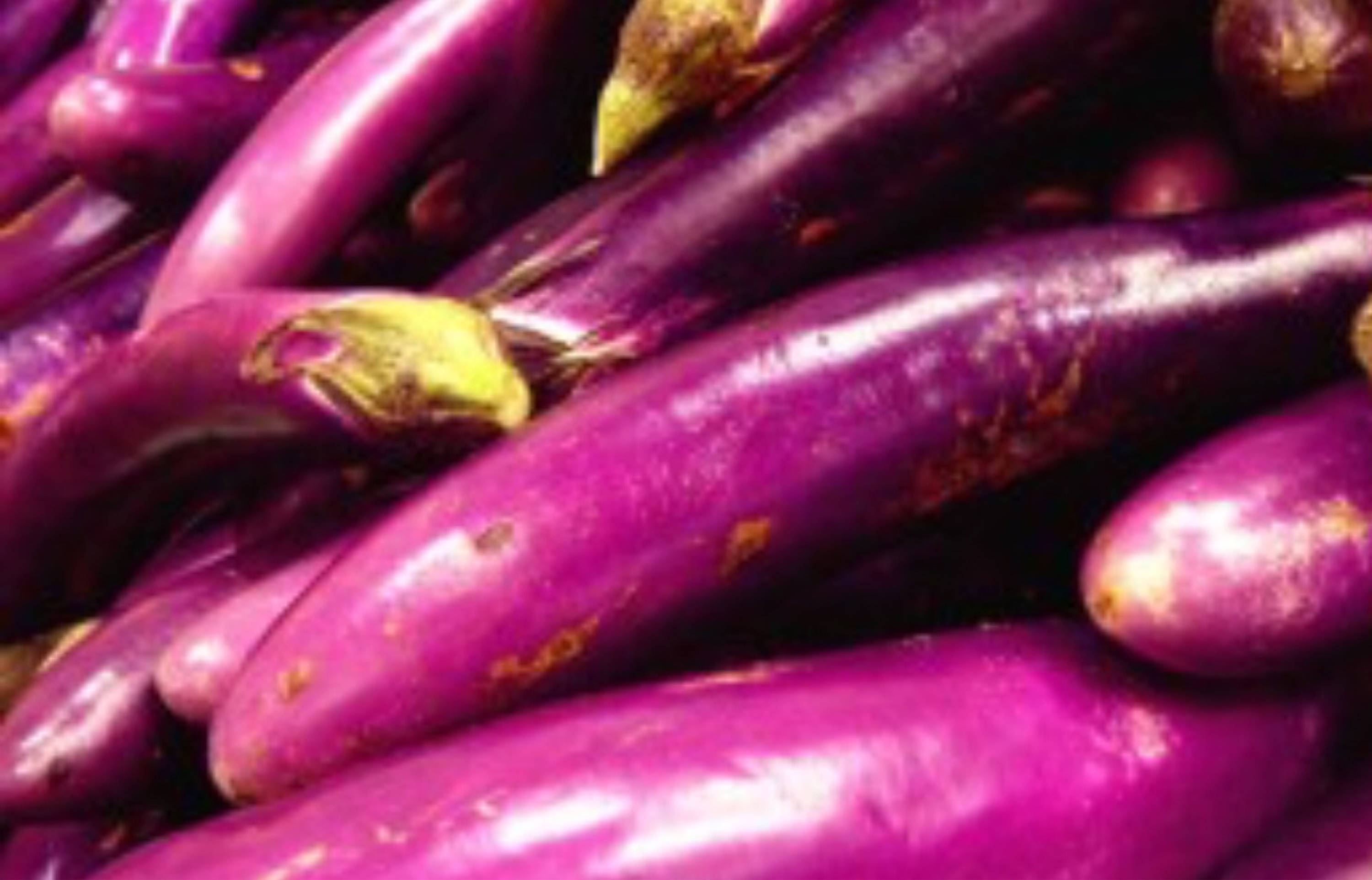 Philippine Eggplant Talong Seeds Dept. of Agriculture Etsy UK
