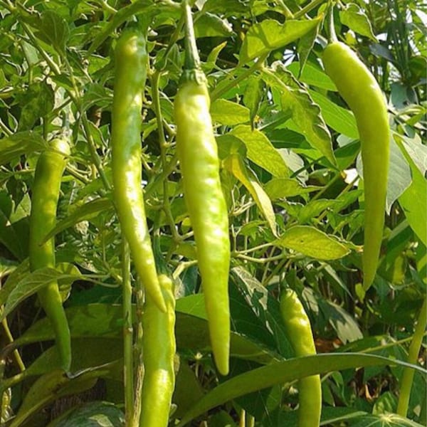 Philippine HOT Green Finger Pepper Seeds Sili pang Sigang Sinigang Phil. Dept of Agriculture Dynamite Lumpia