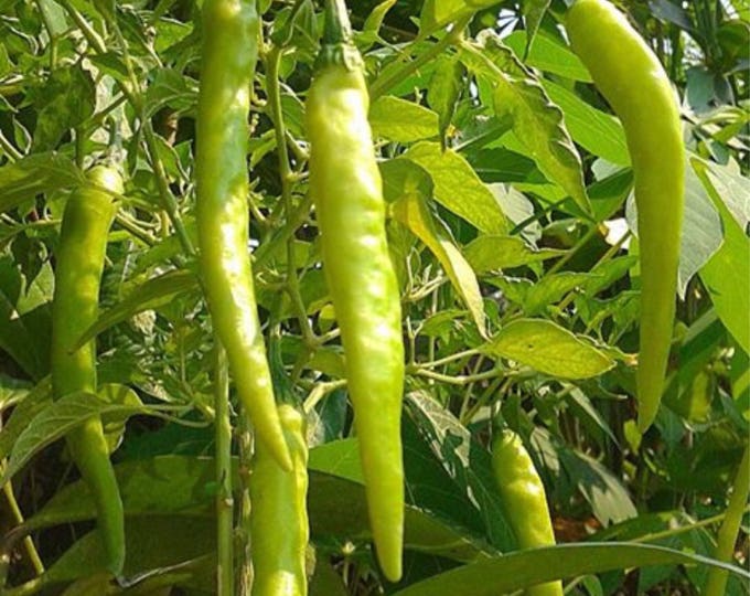 Philippine HOT Green Finger Pepper Seeds Sili Pang Sigang Sinigang Phil ...