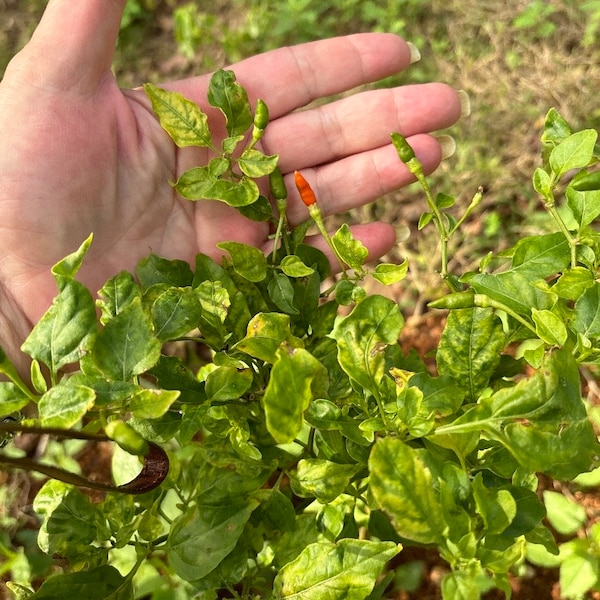 Philippine Siling Labuyo Department of Agriculture Hot Sili seeds