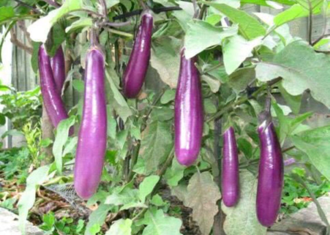 Philippine Eggplant Talong Seeds Dept. of Agriculture Etsy UK