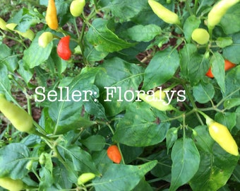 Guam Boonie Pepper Seeds, dried organic