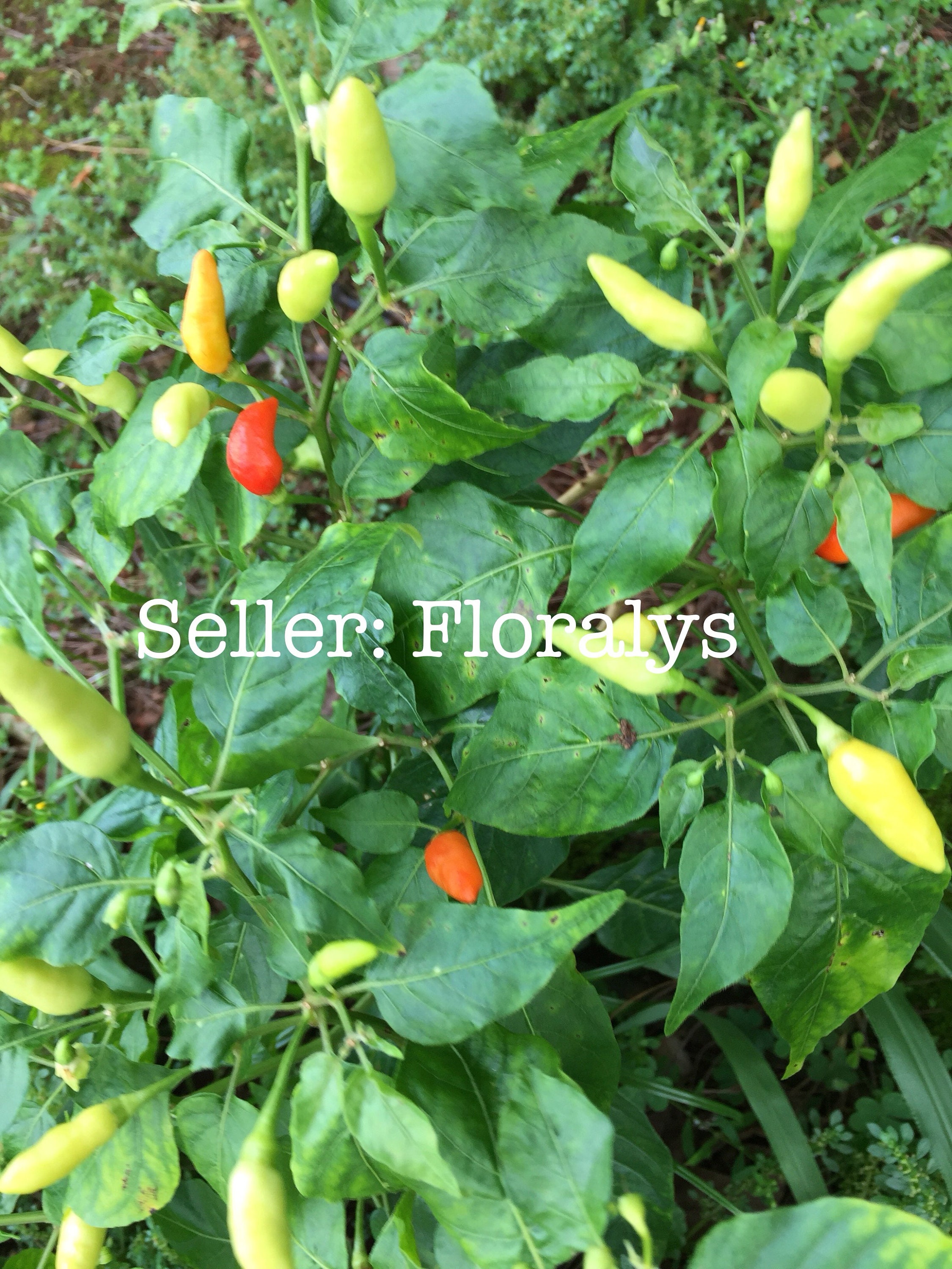 Guam Boonie Pepper Seeds, dried organic