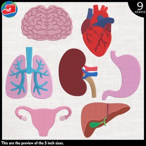 Organes anatomie humaine - fichiers de dessins pour machine à broder 1506e