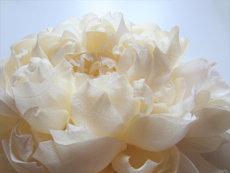 Pu&ograve; includere: Un grande fiore di carta bianco con petali delicati e stropicciati. Il fiore &egrave; fatto di carta velina e ha una consistenza morbida e soffice.