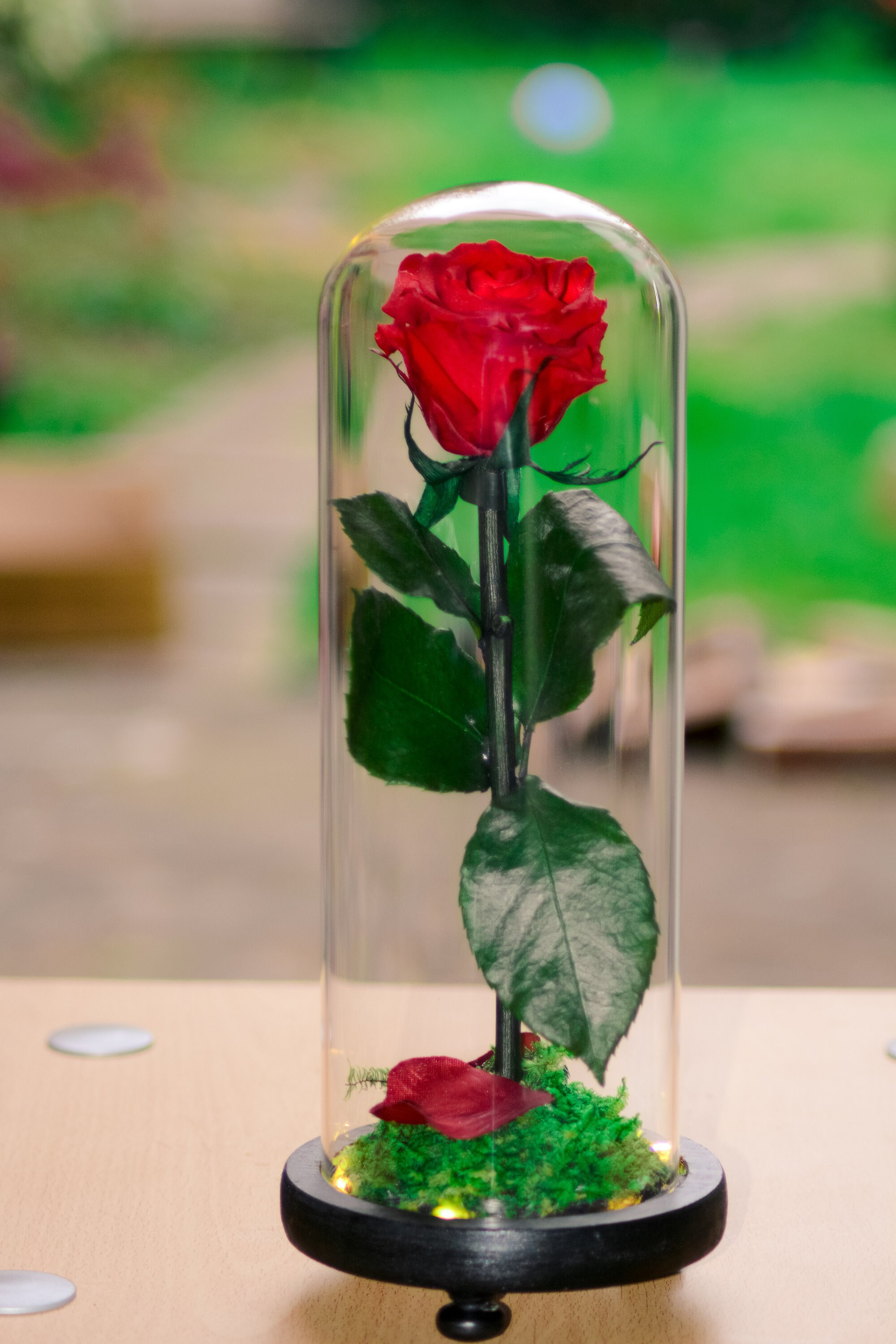 Beauty and the Beast Enchanted Rose Rose in Glass Dome Gift Etsy