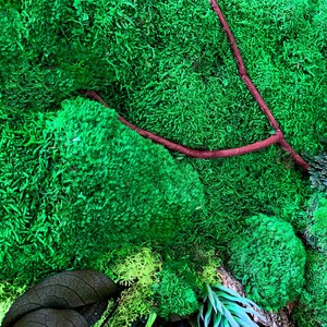 May include: A green moss wall art piece with a brown branch and a variety of textures. The moss is a vibrant green and the branch is a natural brown color.