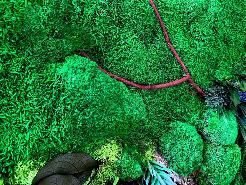 May include: A green moss wall art piece with a brown branch and a variety of textures. The moss is a vibrant green and the branch is a natural brown color.