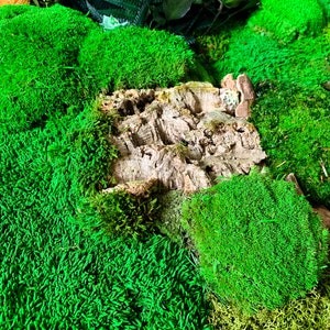 May include: A close-up of a moss wall with a piece of bark in the center. The moss is a vibrant green and the bark is a light brown. The moss wall is a popular choice for home decor and can be used to create a natural and calming atmosphere.