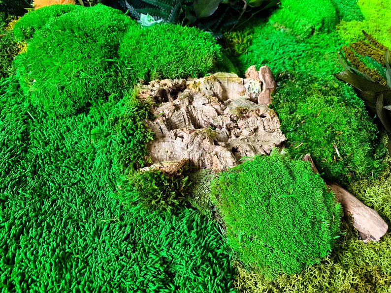 May include: A close-up of a moss wall with a piece of bark in the center. The moss is a vibrant green and the bark is a light brown. The moss wall is a popular choice for home decor and can be used to create a natural and calming atmosphere.