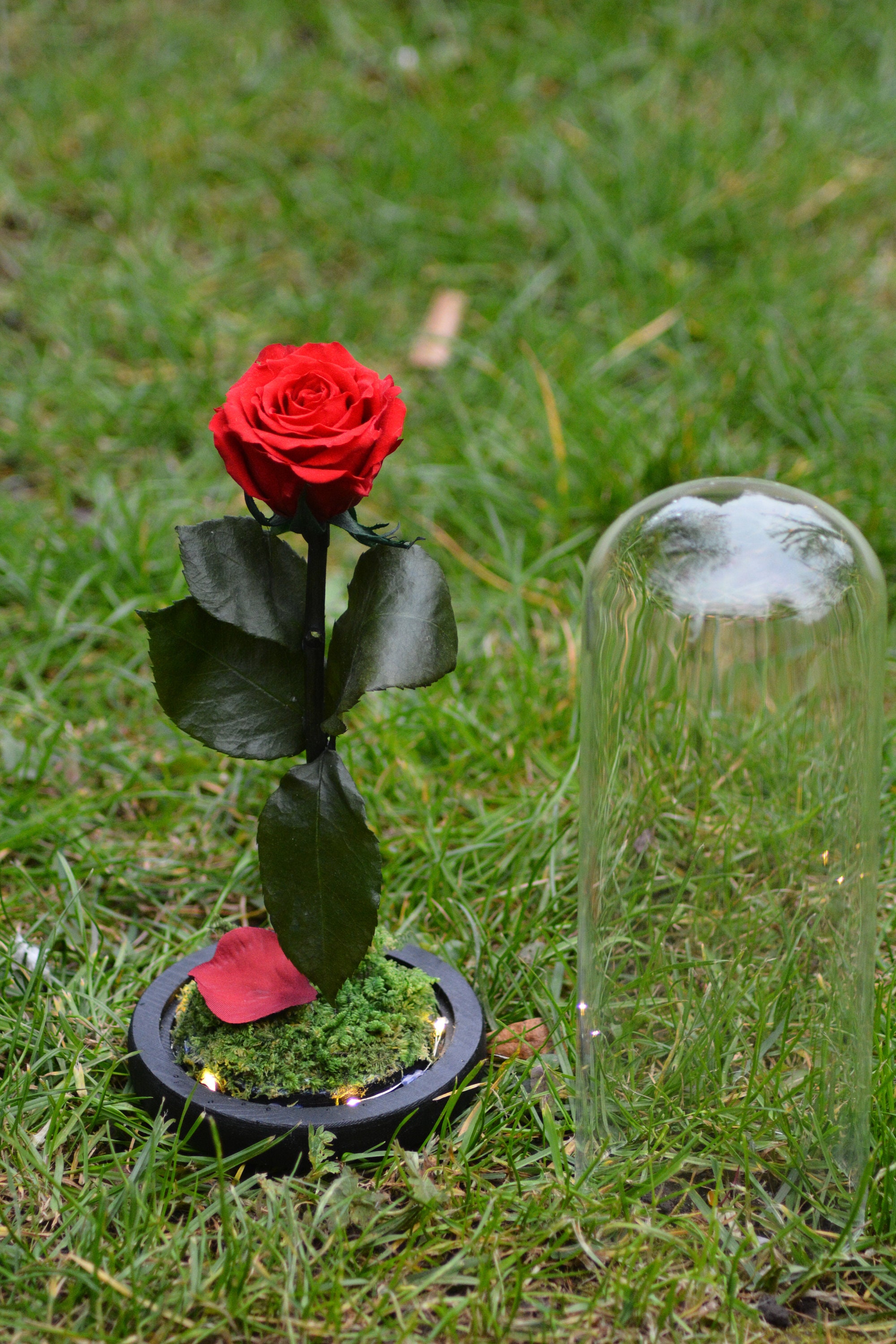 Beauty and the Beast Enchanted Rose Rose in Glass Dome Gift Etsy