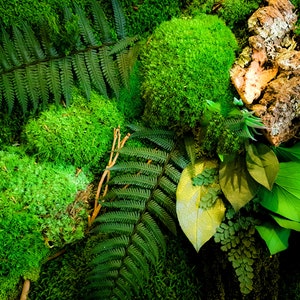 May include: A close-up of a green moss wall with a variety of textures and shades of green. The wall is decorated with a piece of cork bark and a few fern fronds.