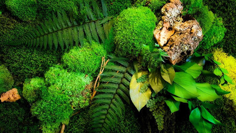 May include: A close-up of a green moss wall with a variety of textures and shades of green. The wall is decorated with a piece of cork bark and a few fern fronds.