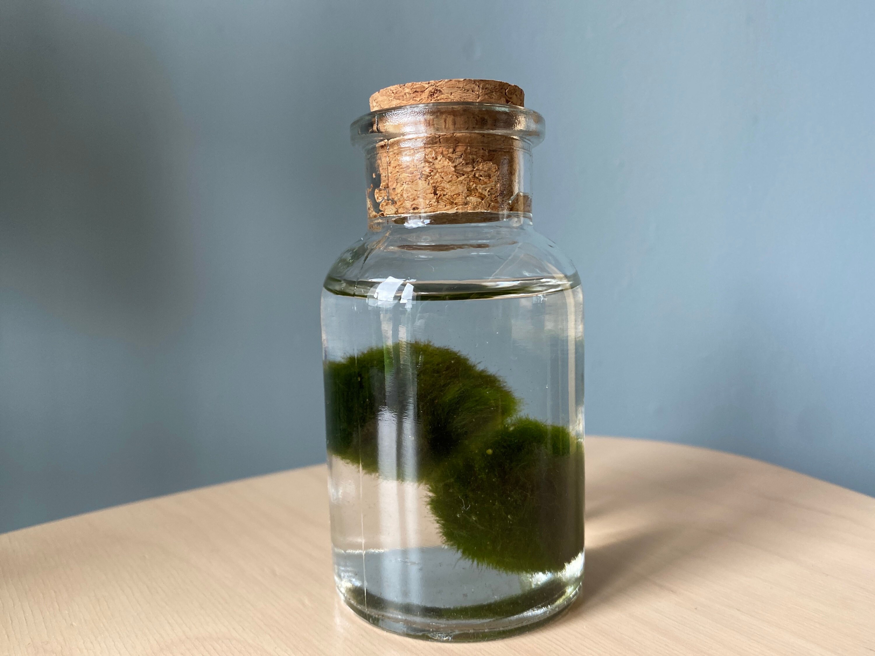 Moss ball terrarium kit Etsy