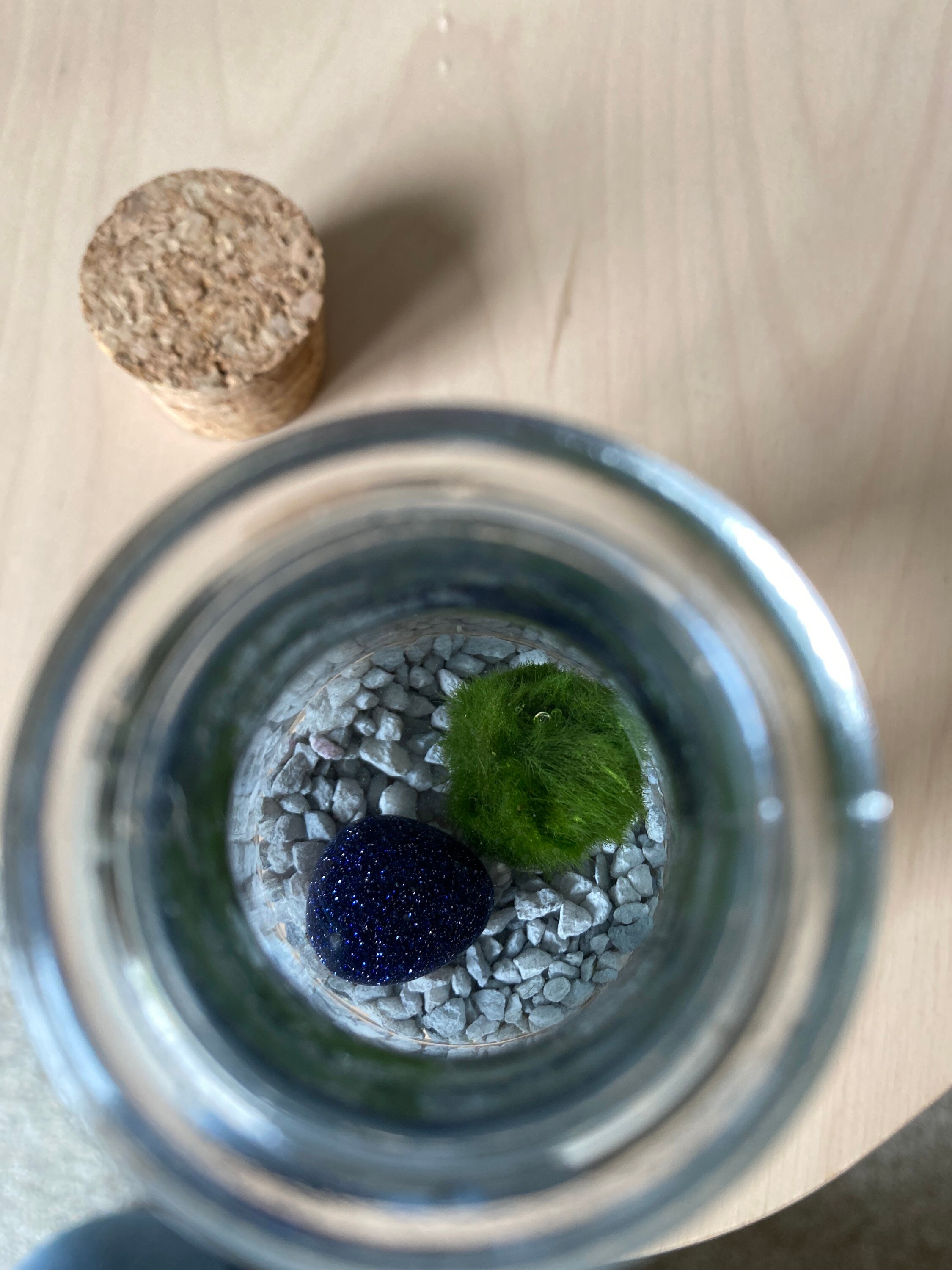 Moss ball terrarium kit Etsy