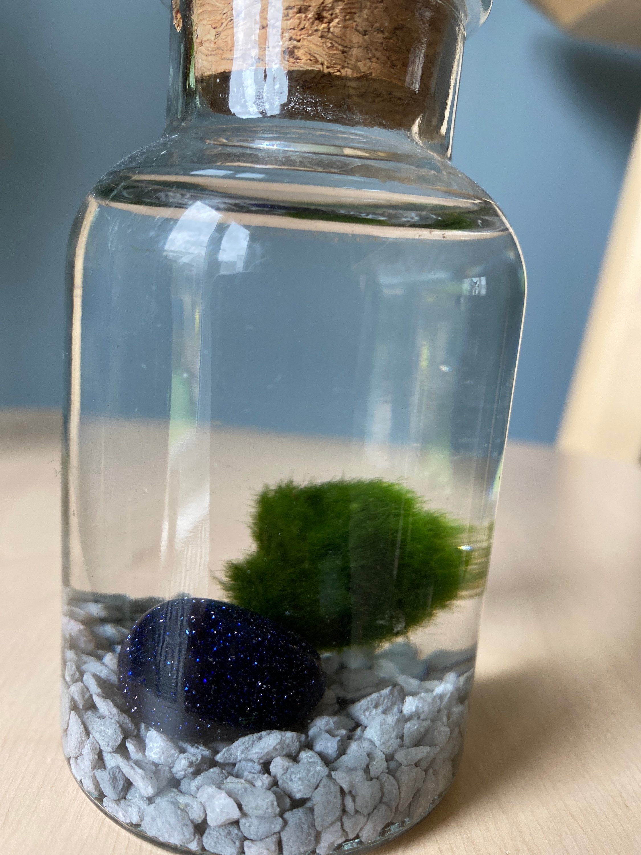 Moss ball terrarium kit Etsy