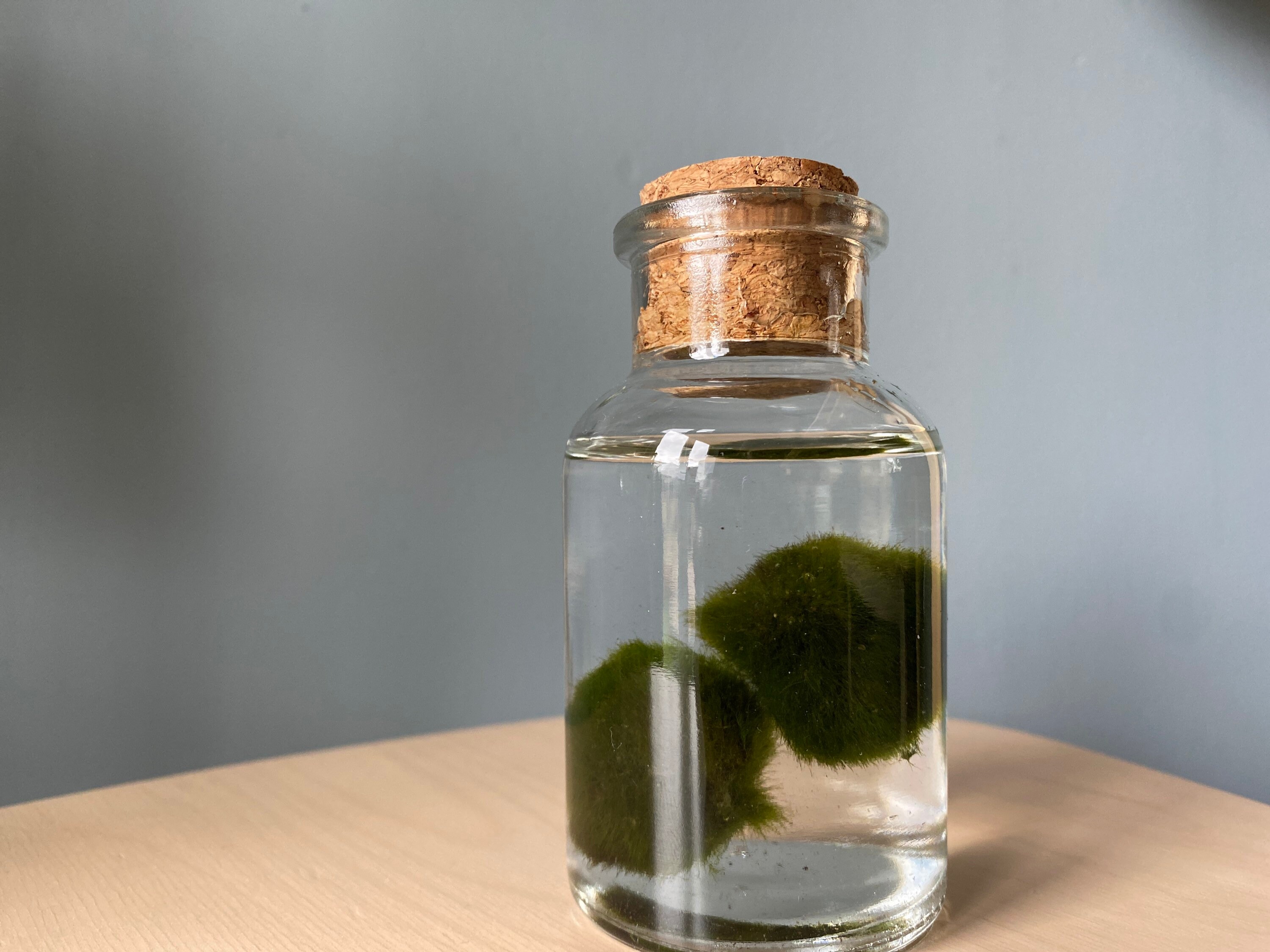 Moss ball terrarium kit Etsy