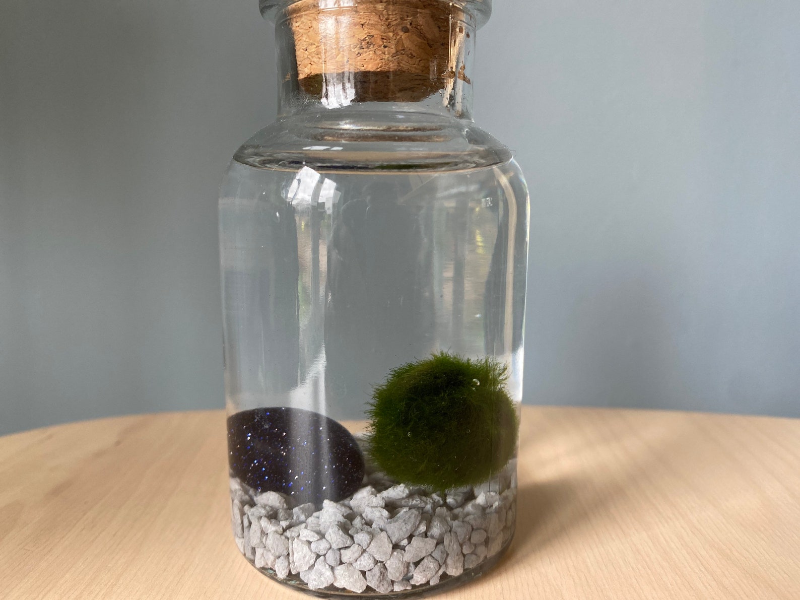 Moss ball terrarium kit Etsy