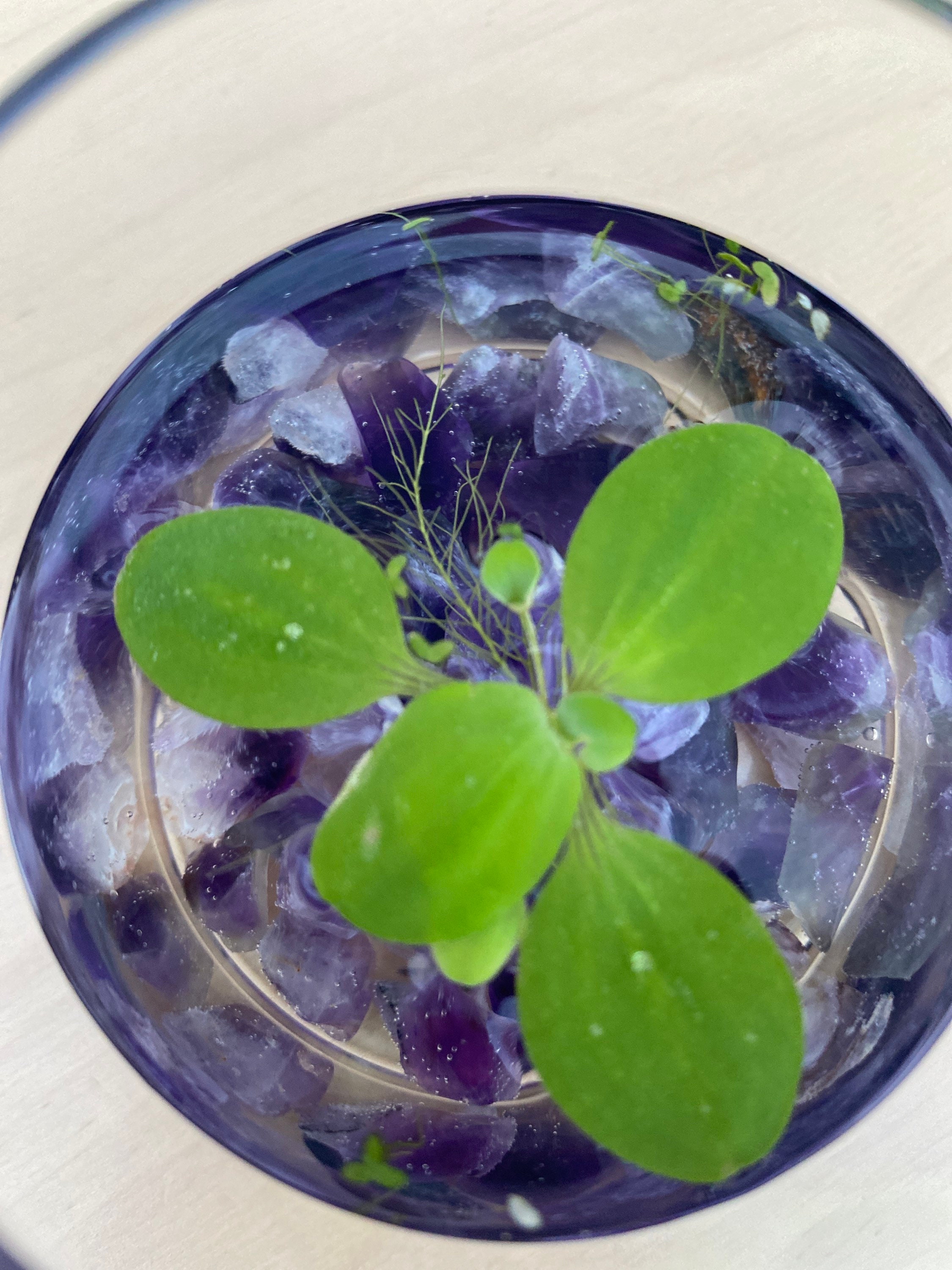 Water plant crystal terrarium kit Etsy