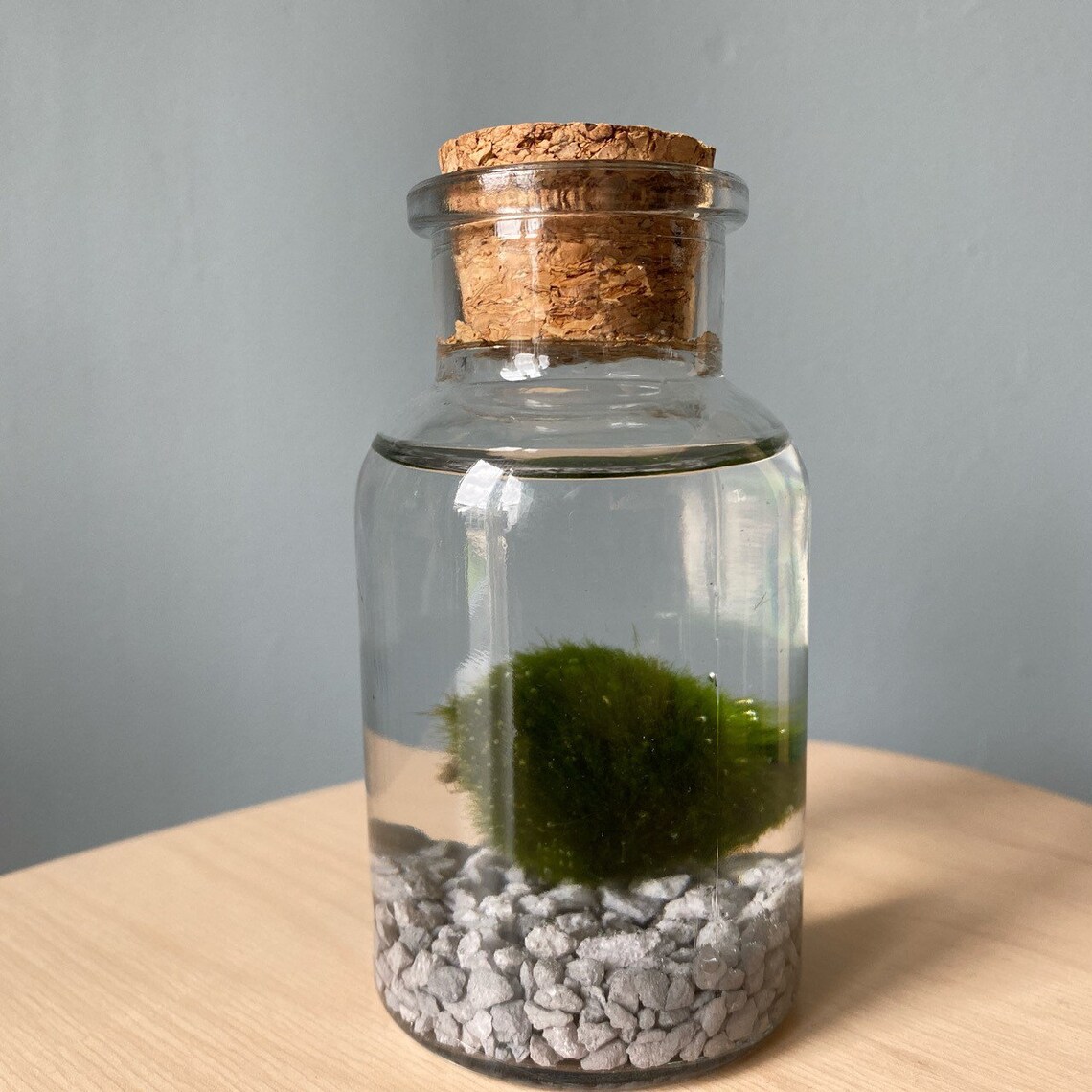 Moss ball terrarium kit Etsy