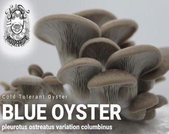 DIY Blue Oyster Mushroom Kit