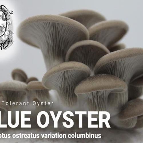 DIY Blue Oyster Mushroom Kit