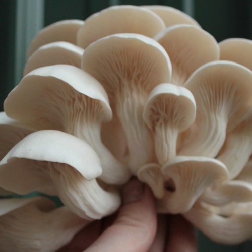 Pearl Oyster Mushroom Garden Kit: Made with Oxy-degratable Unicorn Bags pluerotus ostreatus