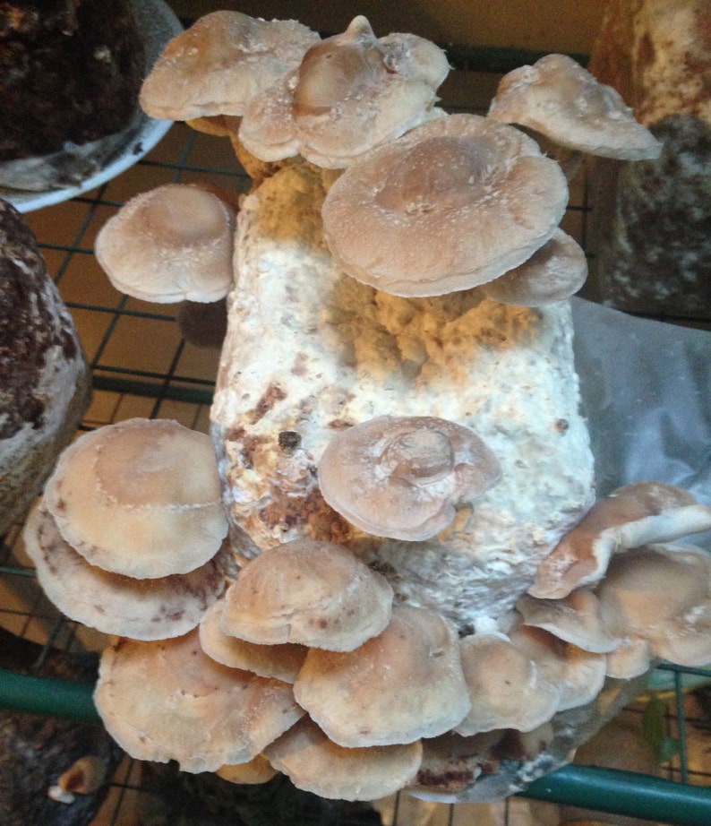 May include: A close-up of a cluster of fresh, light brown shiitake mushrooms growing on a white log. The mushrooms are arranged in a circular pattern, with the largest mushroom in the center.