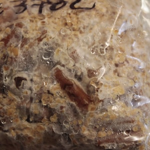 May include: Close-up of a clear plastic bag containing a brown and white mixture. The mixture appears to be a substrate for growing mushrooms.
