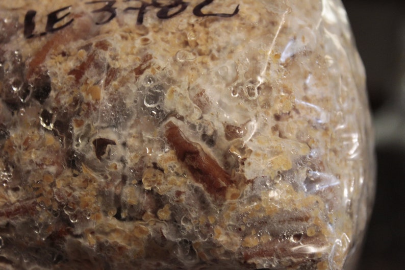 May include: Close-up of a clear plastic bag containing a brown and white mixture. The mixture appears to be a substrate for growing mushrooms.