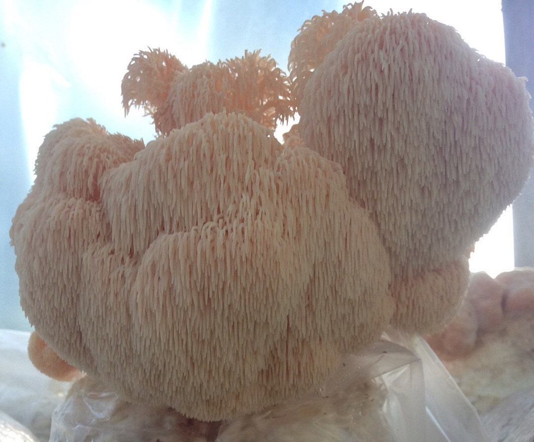Lions Mane/ Hericium Mushroom Grow Kit in Biodegradable Bag Etsy