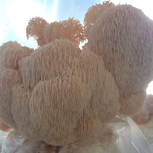 Lions Mane/ Hericium Mushroom Grow Kit: In Biodegradable Bag!