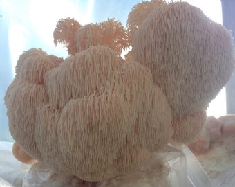 Lions Mane/ Hericium Mushroom Grow Kit: In Biodegradable Bag!