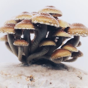 DIY Chestnut Mushroom kit Pholiota Adiposa : Made with Biodegradable bag!