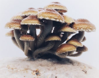 DIY Chestnut Mushroom kit Pholiota Adiposa : Made with Biodegradable bag!