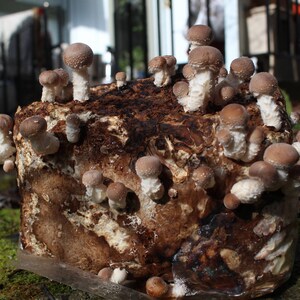 May include: A close-up of a cluster of brown and white mushrooms growing on a log. The mushrooms are arranged in a variety of shapes and sizes, with some of them having a more rounded shape and others having a more elongated shape.