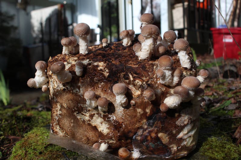 May include: A close-up of a cluster of brown and white mushrooms growing on a log. The mushrooms are arranged in a variety of shapes and sizes, with some of them having a more rounded shape and others having a more elongated shape.