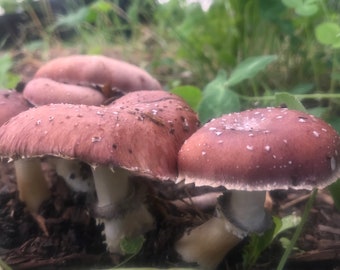 Garden Giant Kit: Wine Cap - Queen Stropharia rugoso-anulata in OXY-degradable Unicorn Bag