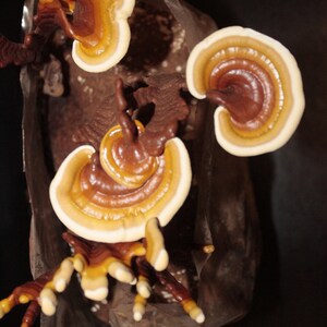 Puede incluir: Un grupo de setas marrones y blancas con un dise&ntilde;o en forma de abanico en capas. Las setas est&aacute;n creciendo en una superficie marr&oacute;n.