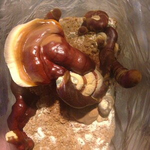 Puede incluir: Primer plano de un grupo de setas reishi marrones y naranjas que crecen en una superficie marr&oacute;n texturizada. Las setas est&aacute;n en una bolsa de pl&aacute;stico transparente.