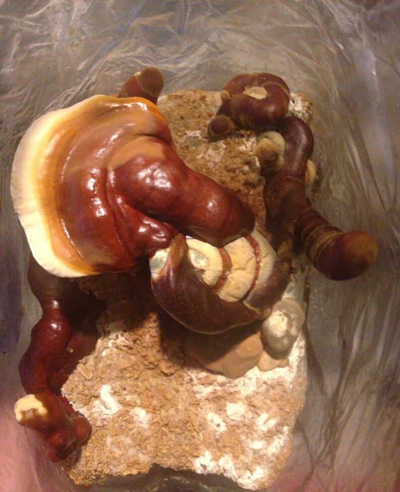 Puede incluir: Primer plano de un grupo de setas reishi marrones y naranjas que crecen en una superficie marr&oacute;n texturizada. Las setas est&aacute;n en una bolsa de pl&aacute;stico transparente.