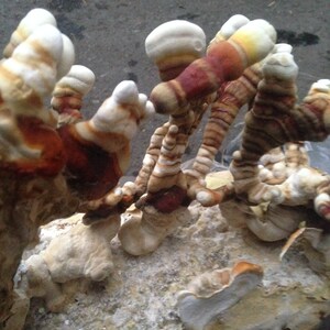 Puede incluir: Primer plano de un grupo de setas marrones, blancas y amarillas que crecen en una superficie de madera. Las setas tienen una textura &uacute;nica y en capas y est&aacute;n dispuestas en forma de abanico.