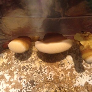 Puede incluir: Primer plano de tres champi&ntilde;ones beige creciendo en un sustrato marr&oacute;n y blanco. Los champi&ntilde;ones tienen una tapa lisa y redondeada y una parte inferior blanca.