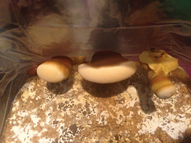 Puede incluir: Primer plano de tres champi&ntilde;ones beige creciendo en un sustrato marr&oacute;n y blanco. Los champi&ntilde;ones tienen una tapa lisa y redondeada y una parte inferior blanca.