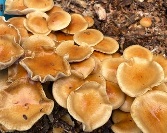 Pholiota Nameko ~ Kweekset voor zelfklevende paddenstoelen