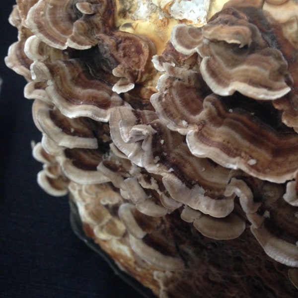 JUMBO Turkey Tail Mushroom DIY Grow Kit : Trametes Versicolor